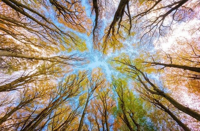 Leko Labs Develops Sustainable Wood-Based Building Materials - Vimarsana News